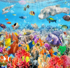 Solution Media 3D tapeta - Korálový útes MU342