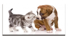 Etos ArtSailing Gallery 1 dílné obrazy - Kotě a štěně